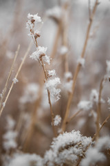 Snowy Field On A Winter's Day, Snowflakes On Prairie Plants And Grasses, Snowfall In Colorado