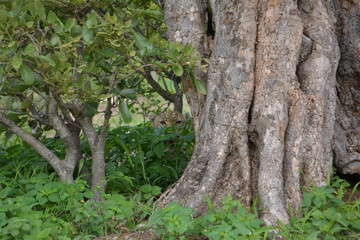 Into the wild - Leopard