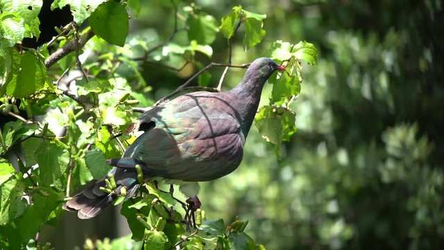 A New Zealand Wood Pigeon bird also known as a Kereru perched in a tree and then flying away in slow motion
