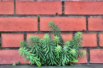 weeds growing on a red brick wall 