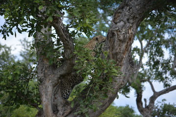Fototapeta na wymiar Into the wild - Leopard