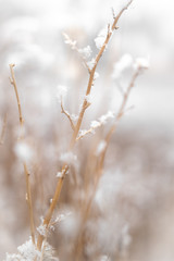 Snowflakes On Branches In The Meadows & Prairies Of Colorado During Winter, Snowy Meadow Branches & Plants, Winter Snow On Brown Dried Plants 