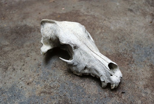 real skull of a dog, a wolf or a canid, broken head part of a skeleton with a rough background - wallpaper picture