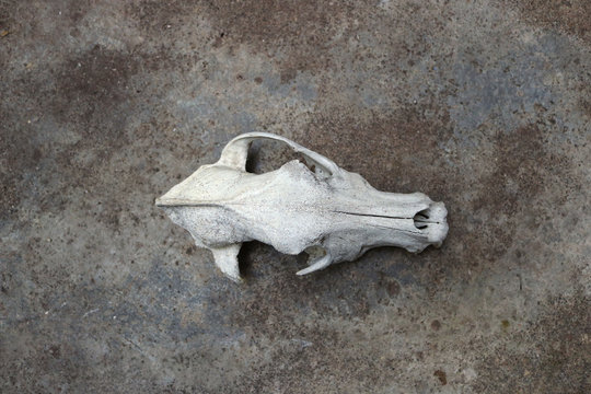 Skull of a dog or a wolf, bone head part of a skeleton with a rough background - black magic ritual wallpaper from above, top view