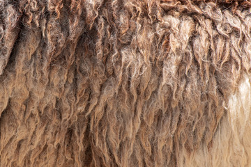 Fleece white and brown,Close up of fleece, exture background.
