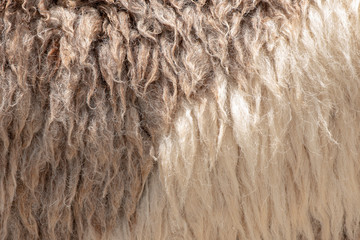 Fleece white and brown,Close up of fleece, exture background.