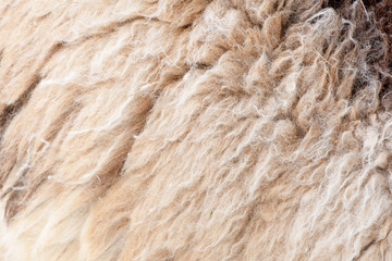 Fleece white,Close up of fleece, exture background.