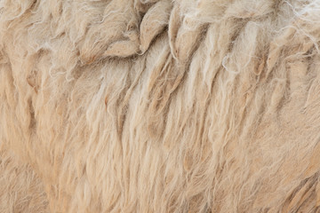 Fleece white,Close up of fleece, exture background.