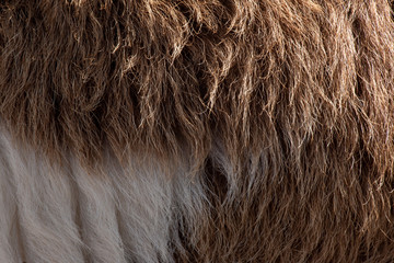 Fleece white and brown,Close up of fleece, exture background.