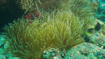 Fototapeta na wymiar maroon clownfish in its host anenome near the liberty wreck in tulamben, bali