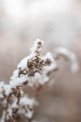 Snowy Branch With Frost & Snowflakes, Snowfall On Prairie Grasses And Wheat In Colorado, Snowy Field In Winter