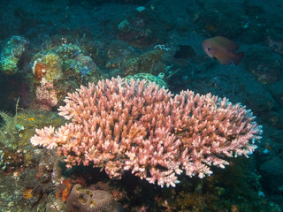 pink acropora coral growing on the liberty wreck at tulamben in bali