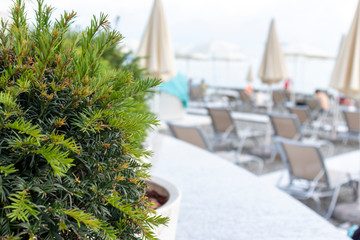 A row of chaise beds, sunbeds on a seashore in pastel luxury colors, tropical potted plant on foreground