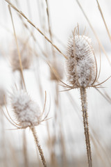 Snowy Pod Plants In Colorado, Snowy Winter Plants & Grasses With Snowflakes, 