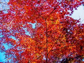 【静岡県伊豆】修善寺もみじ林【秋】