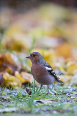 Chaffinch (Fringilla coelebs) male foraging in colourful autumn foliage, Bavaria, Germany