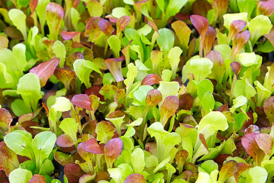 Background image of baby lettuce mixed greens