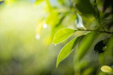 Close Up green leaf under sunlight in the garden. Natural background with copy space.