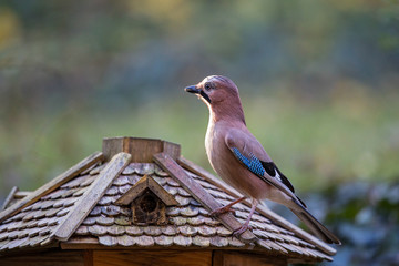 Eurasian jay (Garrulus glandarius) at bird feeder in winter, Bavaria, Germany