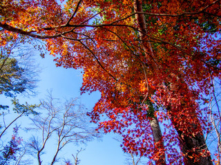 【静岡県伊豆】修善寺もみじ林【秋】