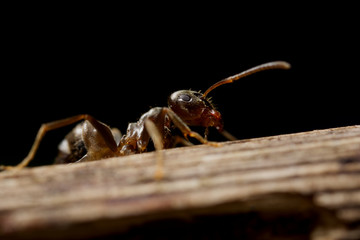  Mała mrówka na dużej łodydze - obrazy, fototapety, plakaty
