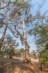 Blakely’s Redgum
