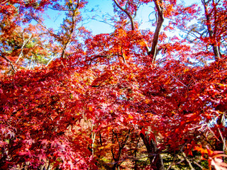 【静岡県伊豆】修善寺もみじ林【秋】