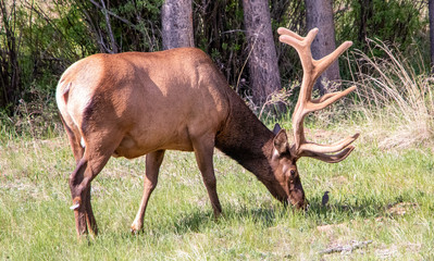 bird and elk in Rocky Mountain National Park
