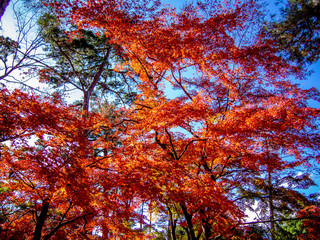 【静岡県伊豆】修善寺もみじ林【秋】