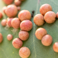 A gall forming psyllid (Schedotrioza sp. (genus)) on a gum leaf