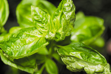 closeup of green leaf