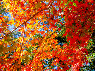 【静岡県伊豆】修善寺もみじ林【秋】