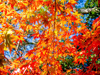 【静岡県伊豆】修善寺もみじ林【秋】