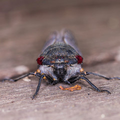 Red Eye Cicada on wooden decking