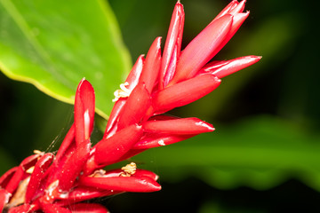 Obraz premium close up of red flower