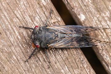 Red Eye Cicada on wooden decking