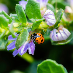 Spotted Amber Ladybird on a flower