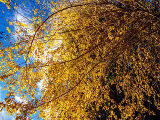 【静岡県伊豆市】秋の修善寺奥の院【銀杏の木・紅葉】
