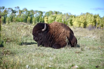 A close up of a large buffalo laying in a meadow in Riding Mountain National Park