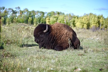 A close up of a large buffalo laying in a meadow in Riding Mountain National Park © Murray