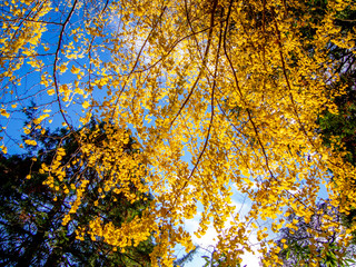 【静岡県伊豆市】秋の修善寺奥の院【銀杏の木・紅葉】