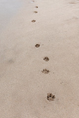 Pawprints in wet sand