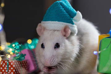 white rat in a santa hat sitting among small colorful presents and light garland; symbol of New Year 2020