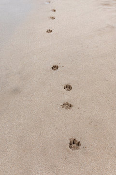 Pawprints in wet sand
