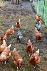chickens on the farm