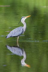 Grey Heron (Ardea cinerea) adult standing in lake with water refelexion, Baden-Wuerttemberg, Germany