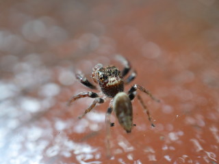 Jumping Hairy Spider with Big Eyes