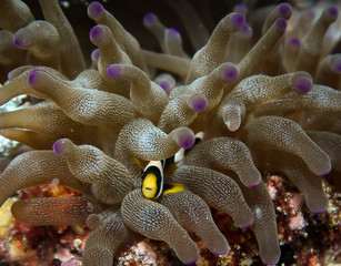 Naklejka na ściany i meble Indonesia Clown Fish with anemone