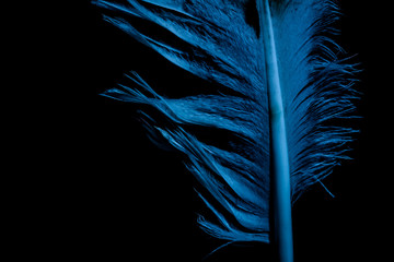 abstract feather