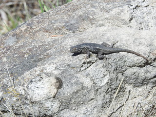 lizard